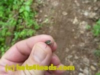 /home//u458753944/public_html/sourcegallery////////////////Insects and small critters/flies (Diptera)/P1020147.JPG
